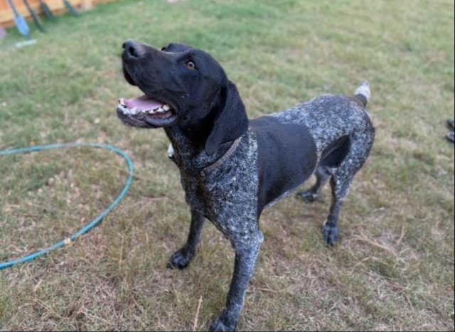 Simpsonville, SC - German Shorthaired Pointer Puppies media 8