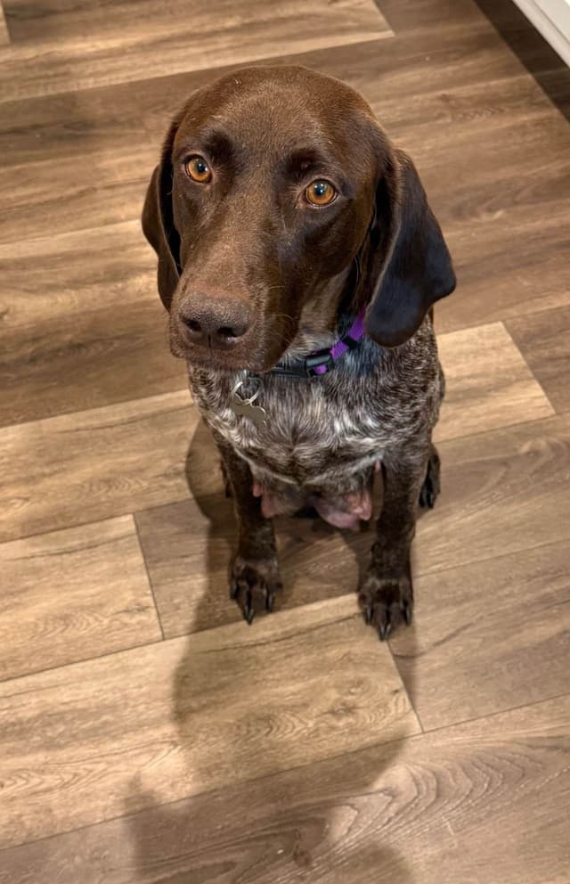 Simpsonville, SC - German Shorthaired Pointer Puppies media 10