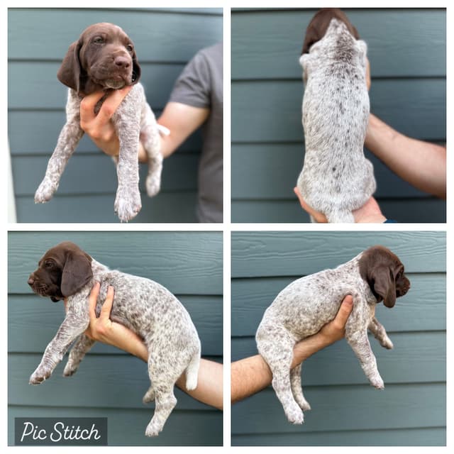 Simpsonville, SC - German Shorthaired Pointer Puppies media 4