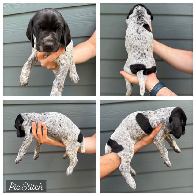 Simpsonville, SC - German Shorthaired Pointer Puppies media 3