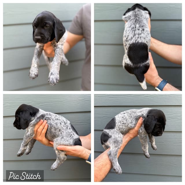 Simpsonville, SC - German Shorthaired Pointer Puppies media 5