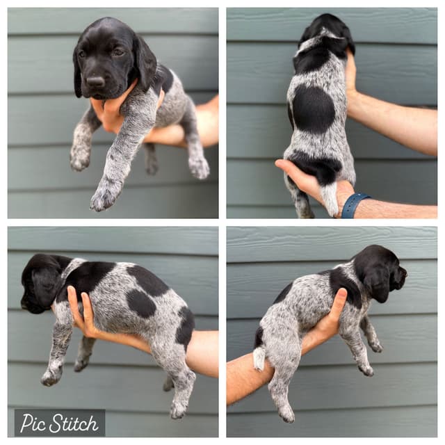 Simpsonville, SC - German Shorthaired Pointer Puppies media 2