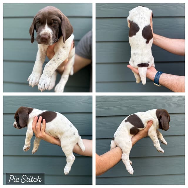Simpsonville, SC - German Shorthaired Pointer Puppies media 6