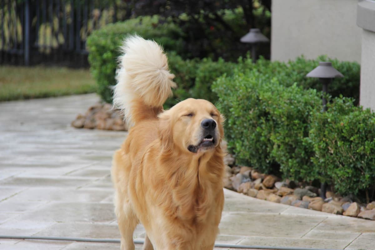 Golden Retriever Puppies breeder image 2