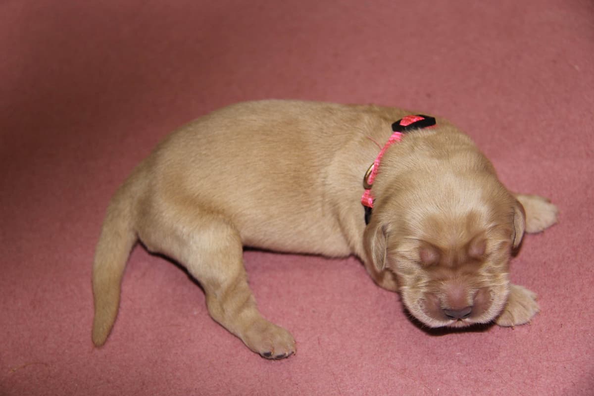 Golden Retriever Puppies breeder image 4