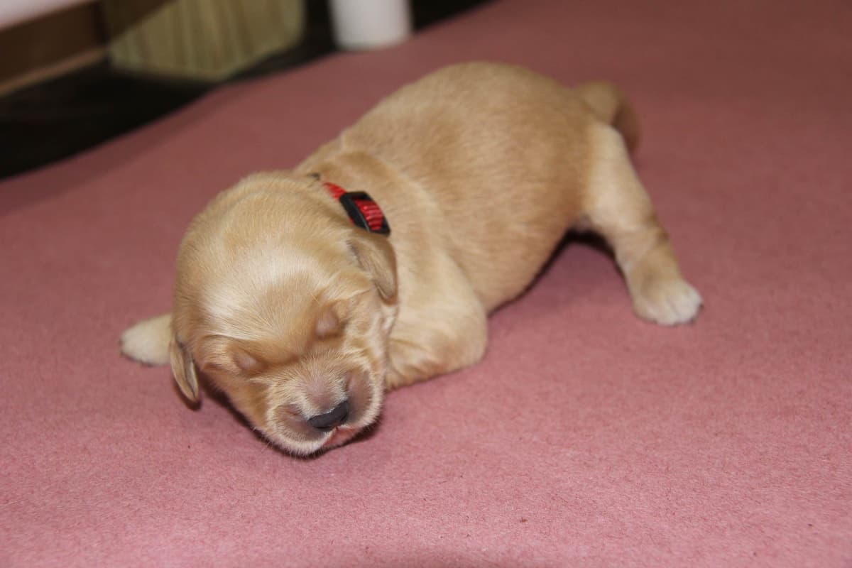 Golden Retriever Puppies breeder image 3