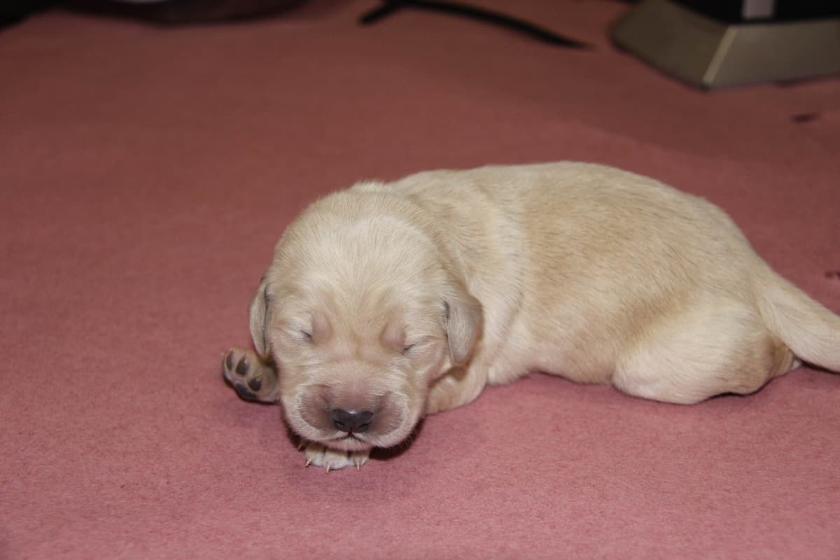 Golden Retriever Puppies breeder image 5