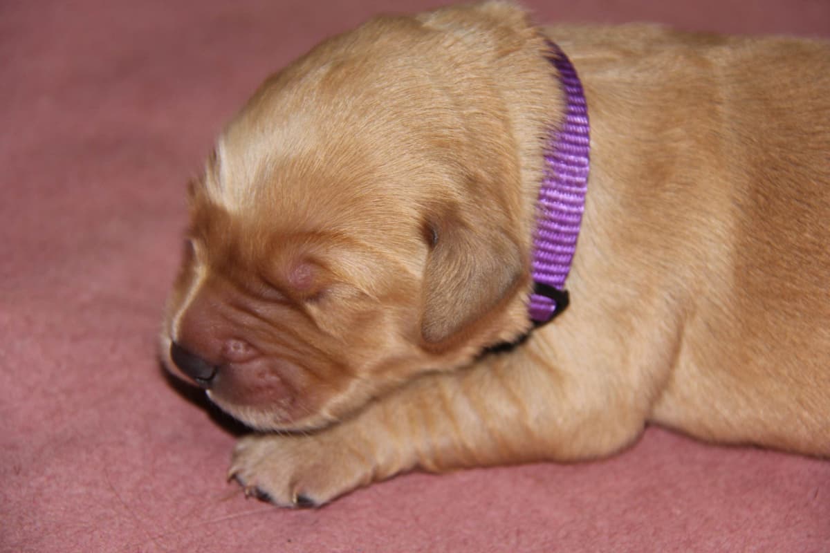 Golden Retriever Puppies breeder image 6