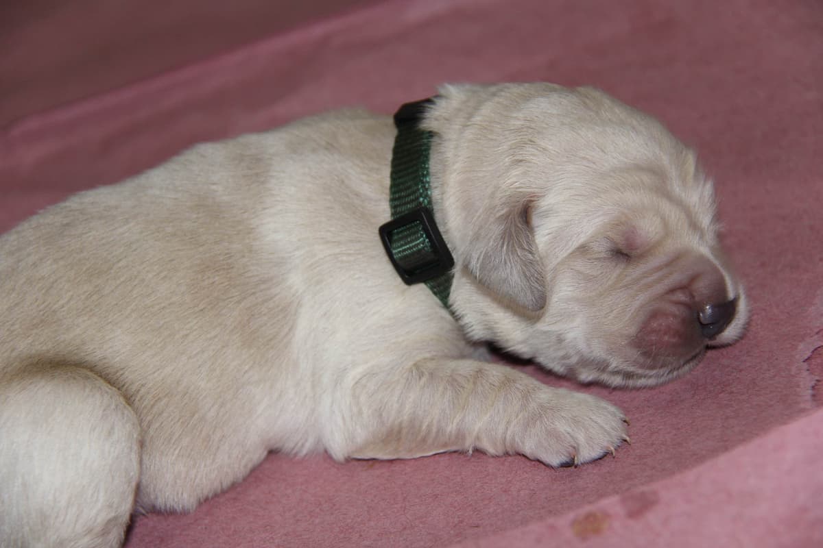 Golden Retriever Puppies breeder image 7