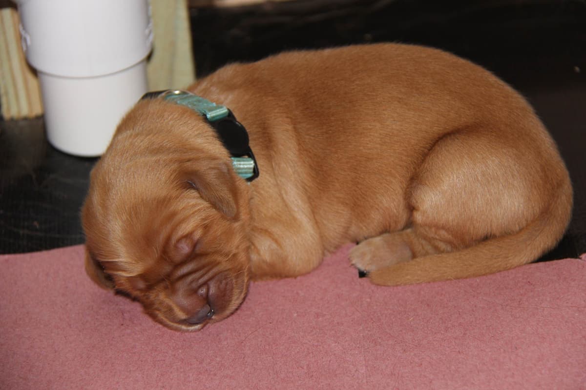 Golden Retriever Puppies breeder image 8