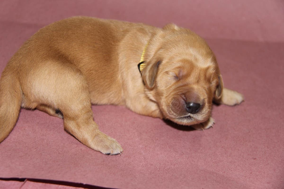 Golden Retriever Puppies breeder image 9