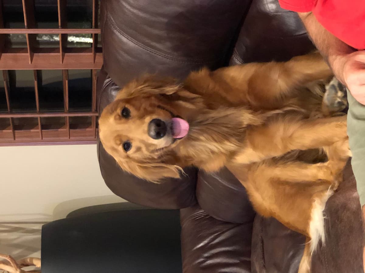Golden Retriever Puppies breeder image 10