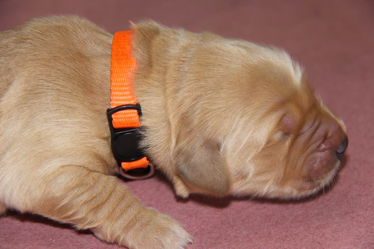 Golden Retriever Puppies breeder image 11