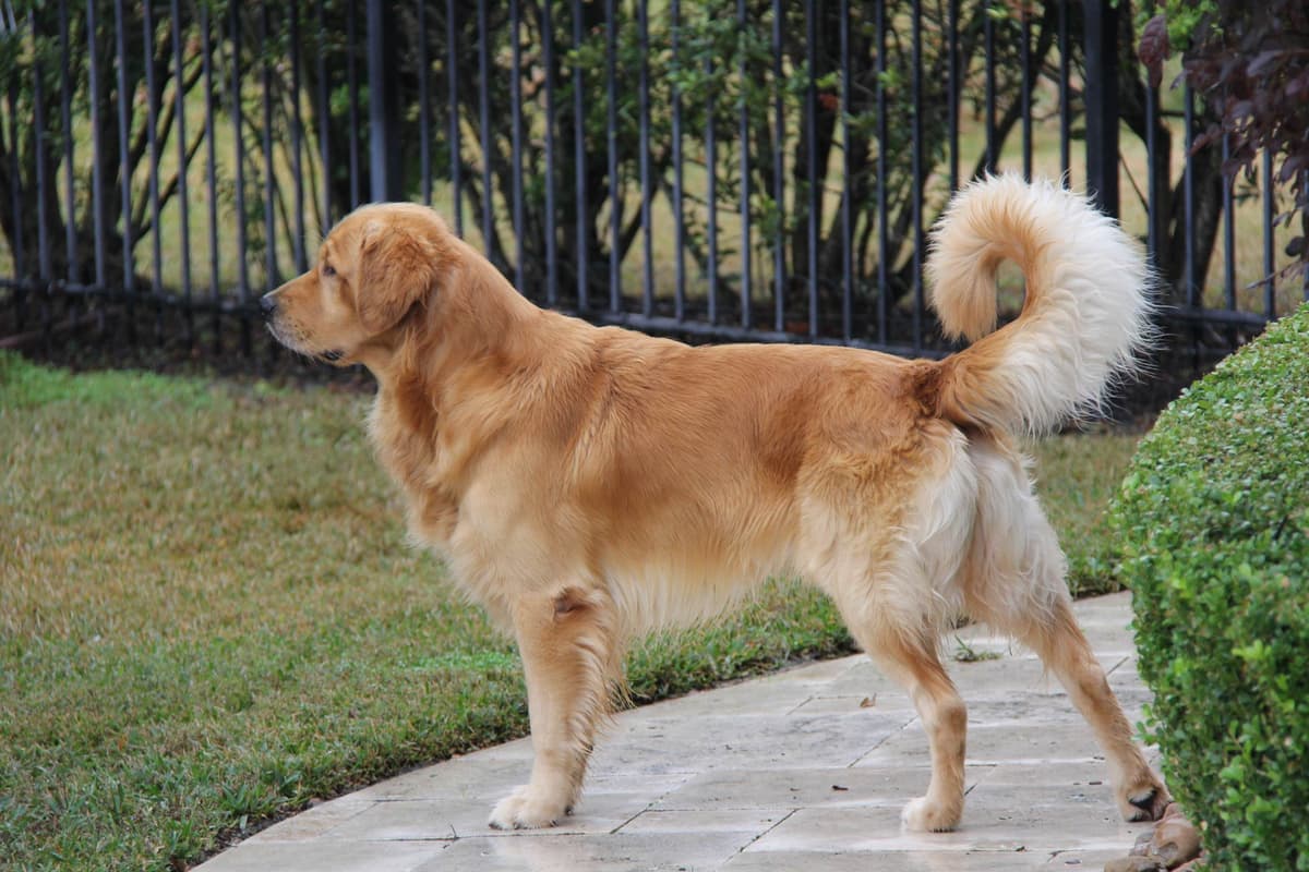 Golden Retriever Puppies breeder image 12
