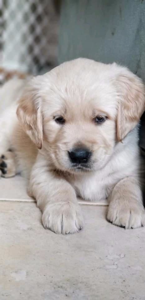 Golden Retriever Puppies breeder image 14