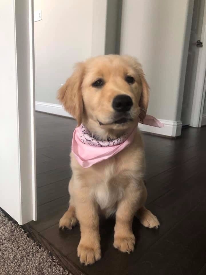 Golden Retriever Puppies breeder image 15
