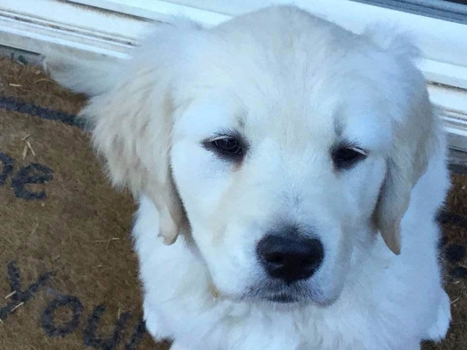 Golden Retriever Puppies breeder image 16