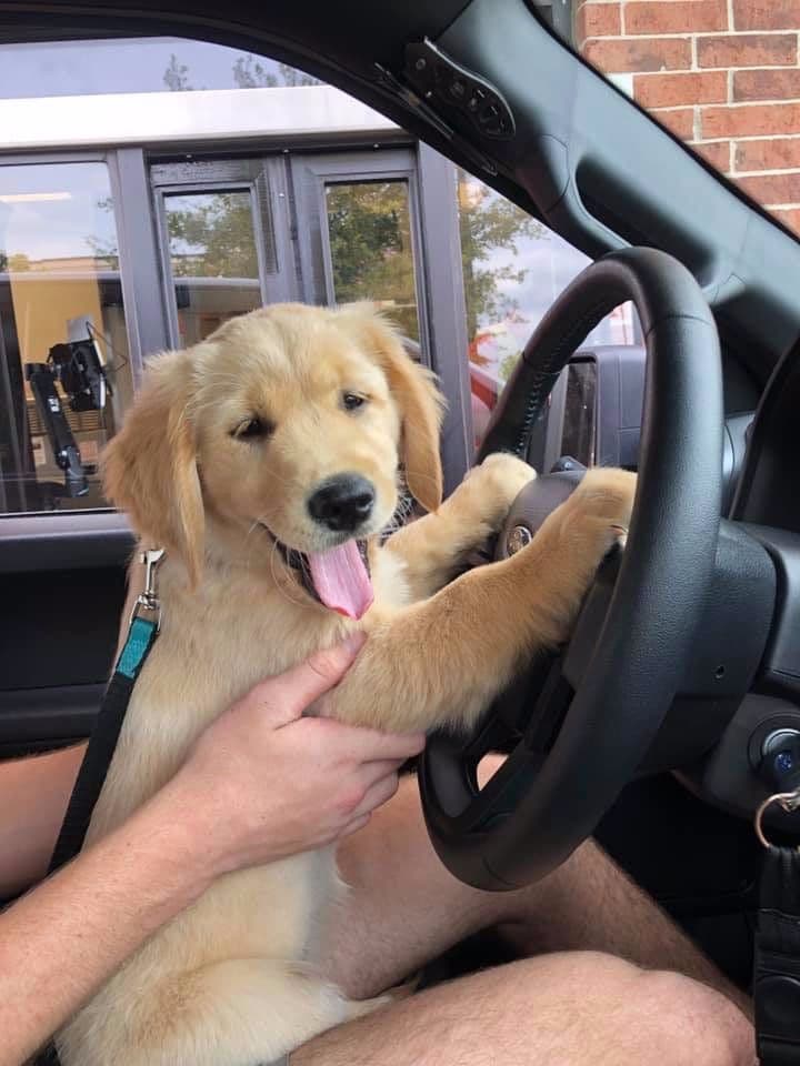 Golden Retriever Puppies breeder image 17