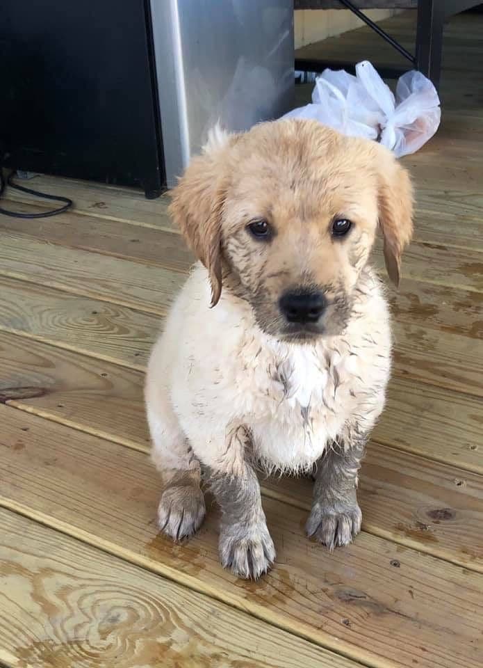 Golden Retriever Puppies breeder image 18
