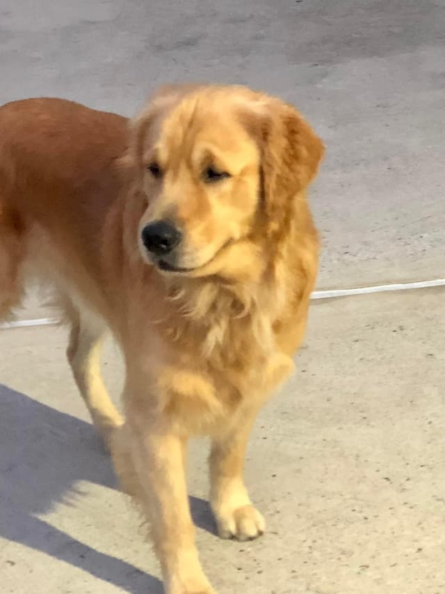 Golden Retriever Puppies media 3