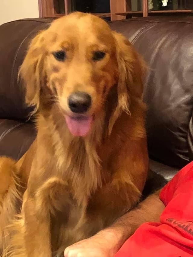 Golden Retriever Puppies media 5