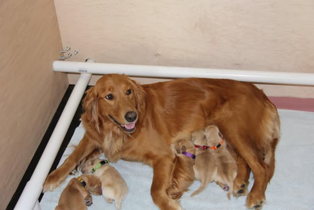 Golden Retriever Puppies media 6