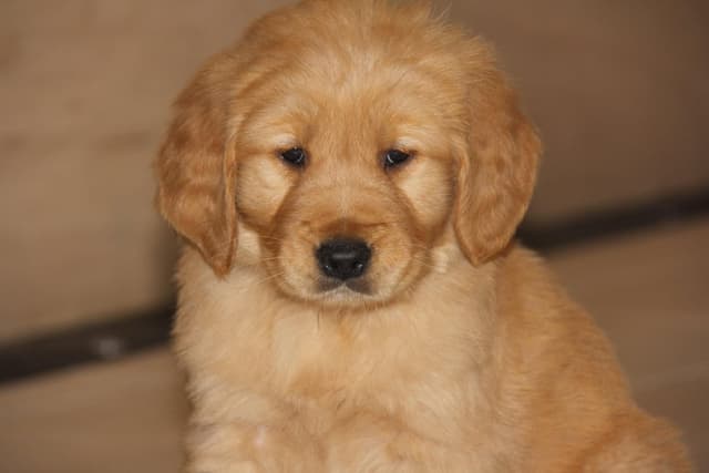 Golden Retriever Puppies media 2