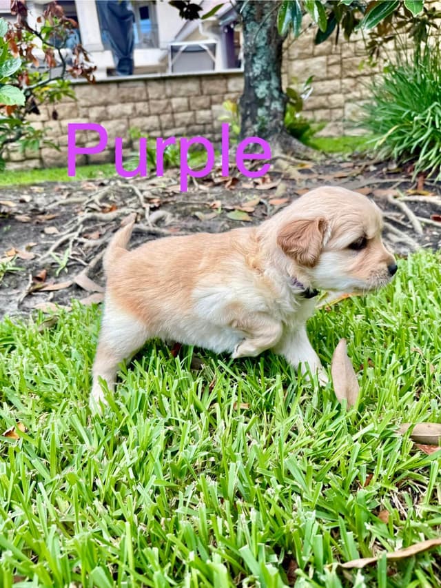 Golden Retriever Puppies media 13