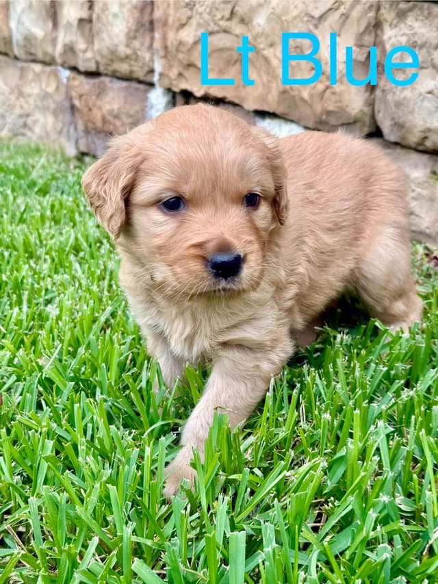 Golden Retriever Puppies media 7