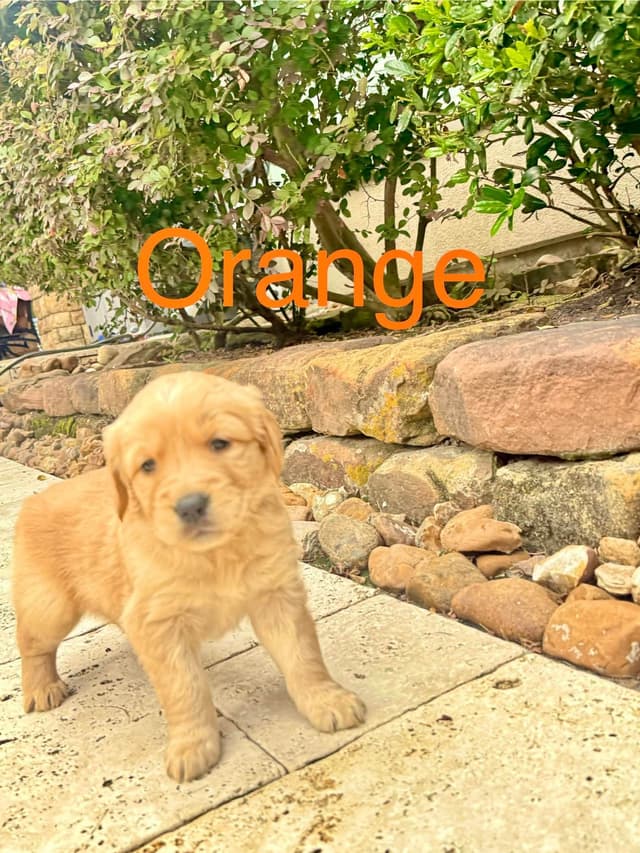 Golden Retriever Puppies media 9