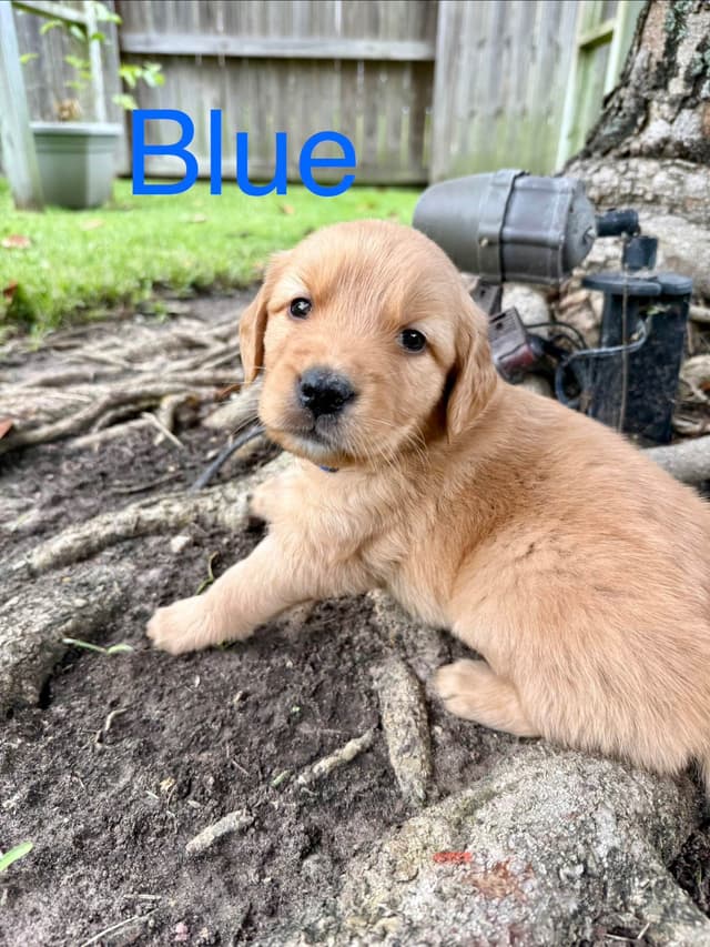Golden Retriever Puppies media 8