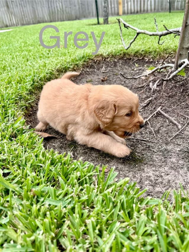 Golden Retriever Puppies media 11