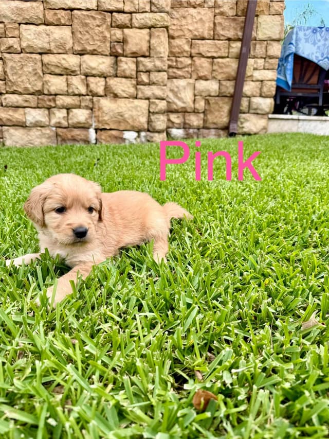 Golden Retriever Puppies media 10