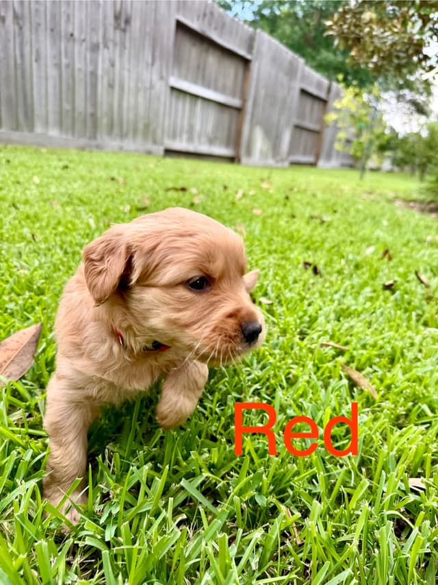 Golden Retriever Puppies media 12