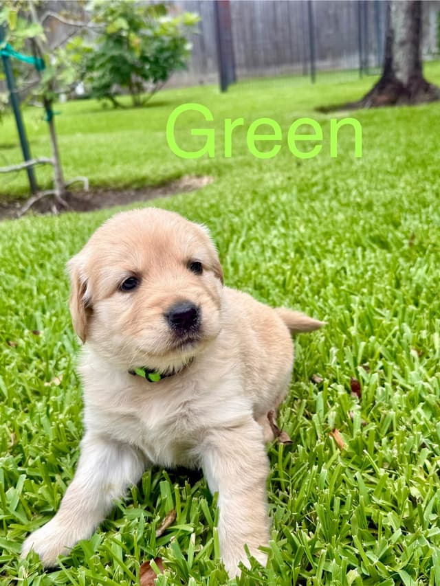 Golden Retriever Puppies media 14