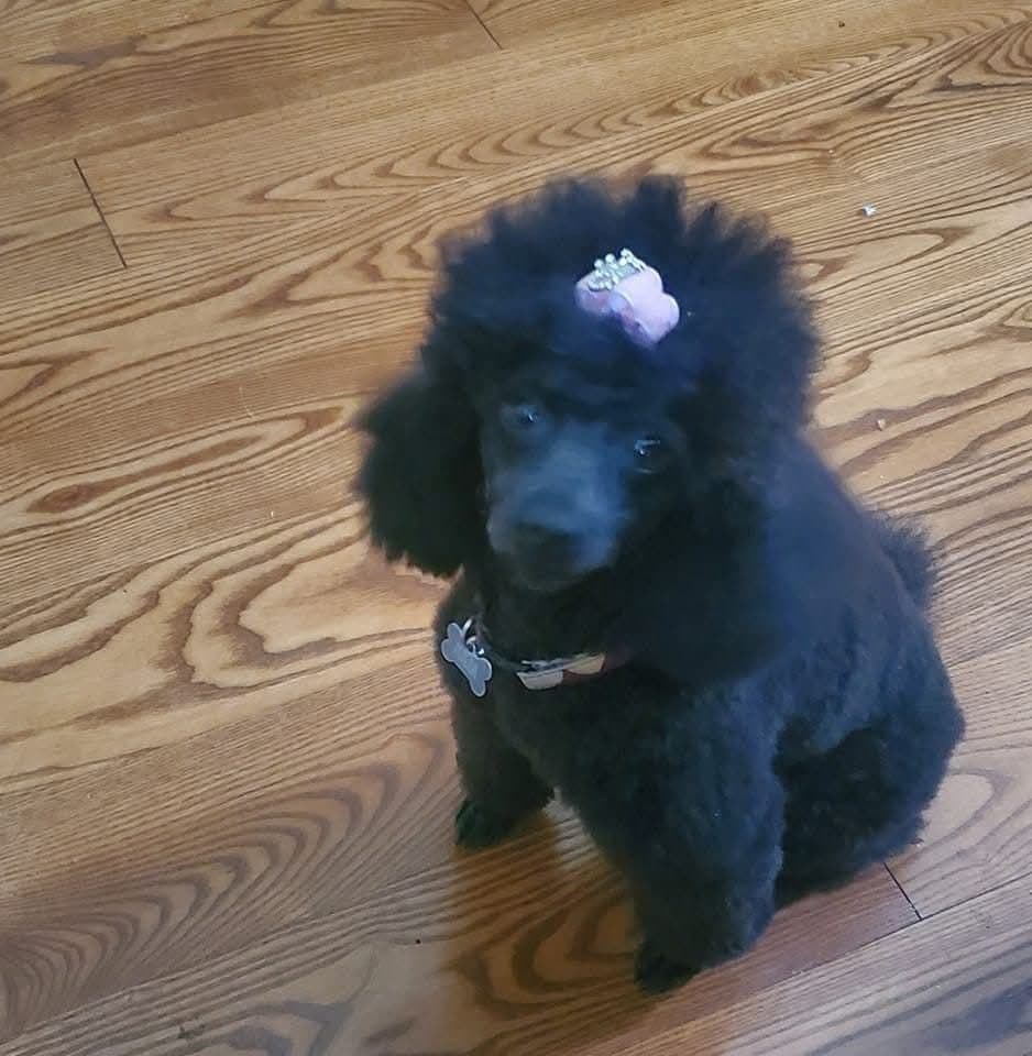 Toy Poodle Puppies breeder image 1