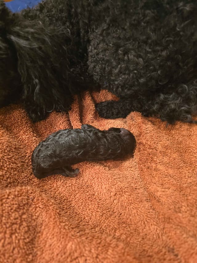 Toy Poodle Puppies media 2