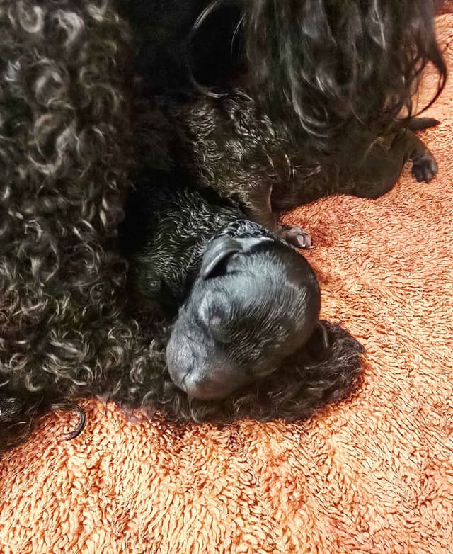 Toy Poodle Puppies media 3
