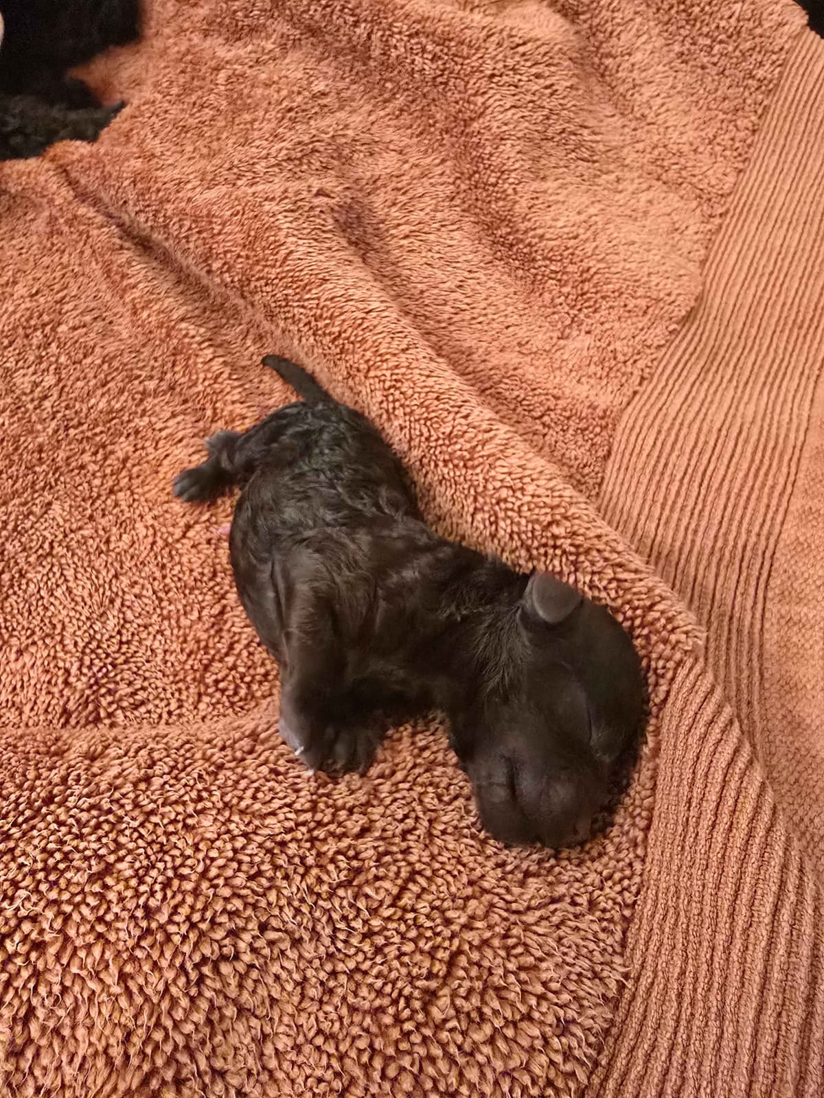 Toy Poodle Puppies breeder image 7