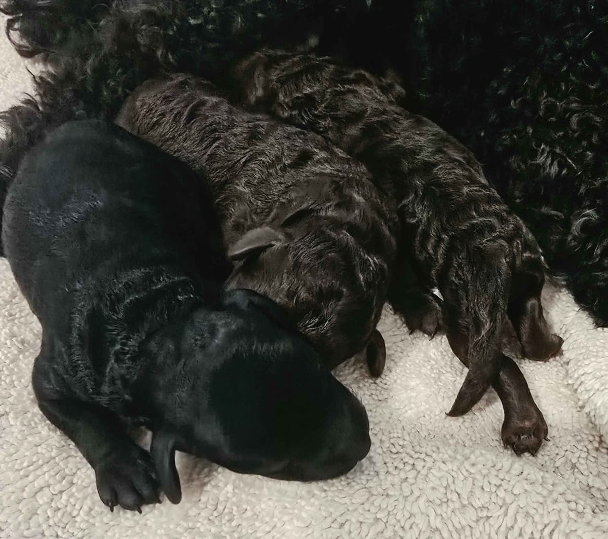 Toy Poodle Puppies breeder image 8