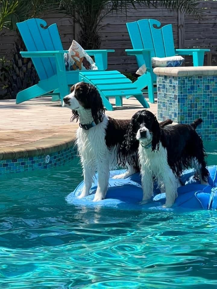 English Springer Spaniel Puppies breeder image 8