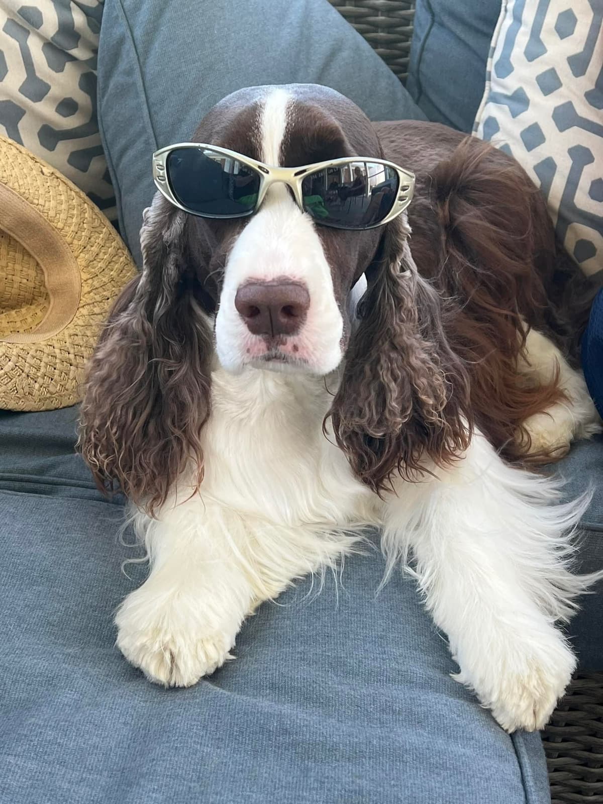 English Springer Spaniel Puppies breeder image 9
