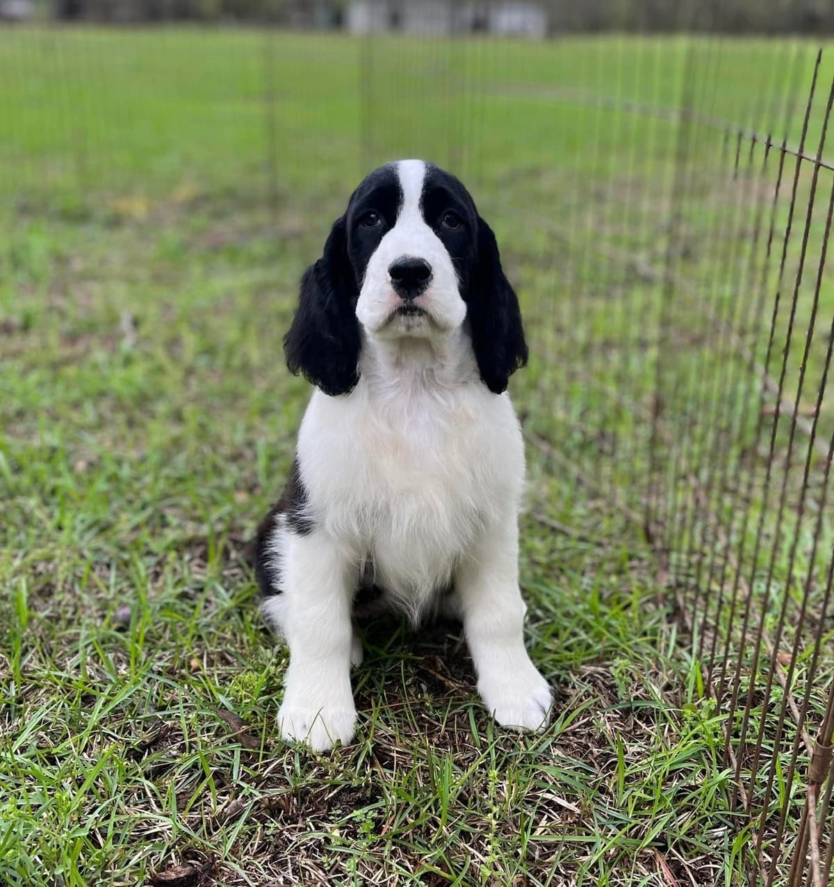 English Springer Spaniel Puppies breeder image 10