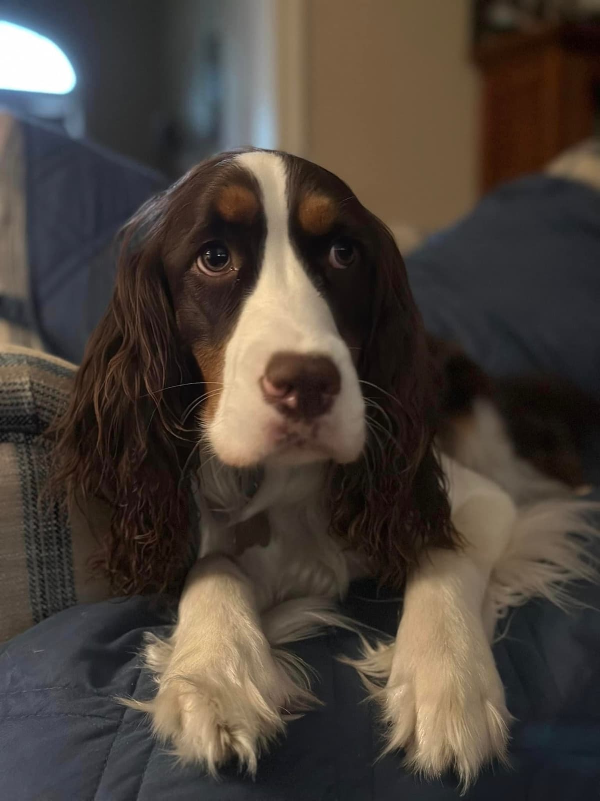 English Springer Spaniel Puppies breeder image 11