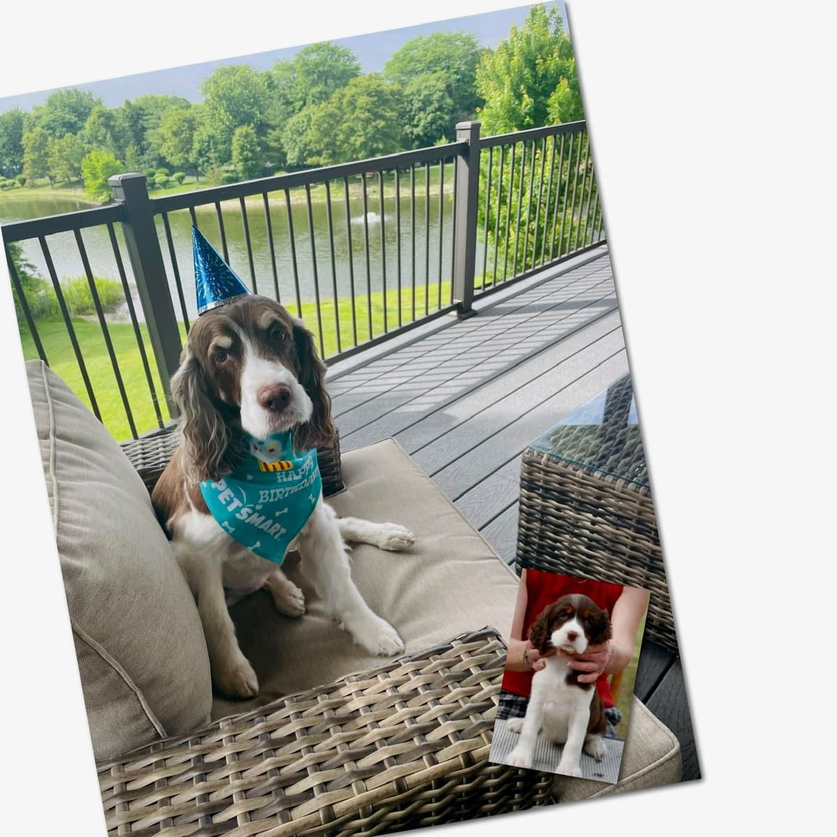 English Springer Spaniel Puppies breeder image 12