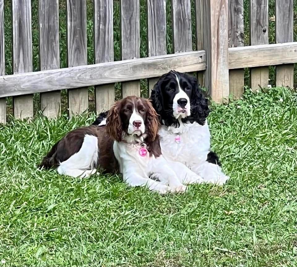 English Springer Spaniel Puppies breeder image 13