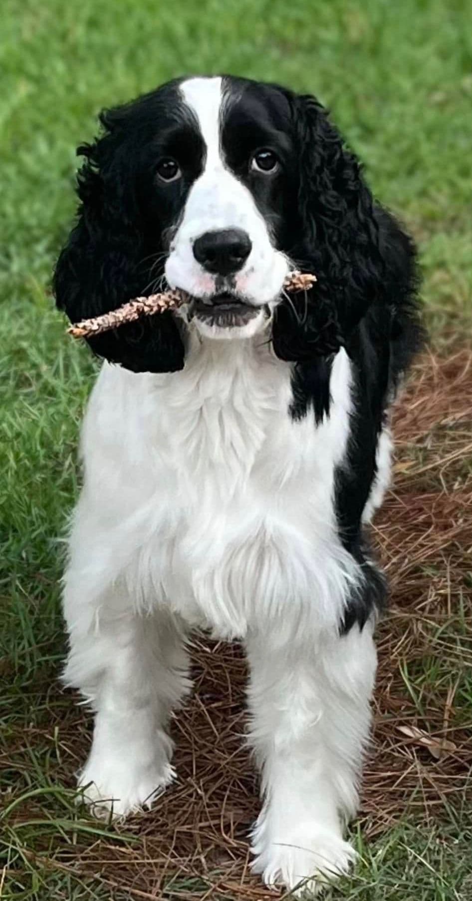 English Springer Spaniel Puppies breeder image 14