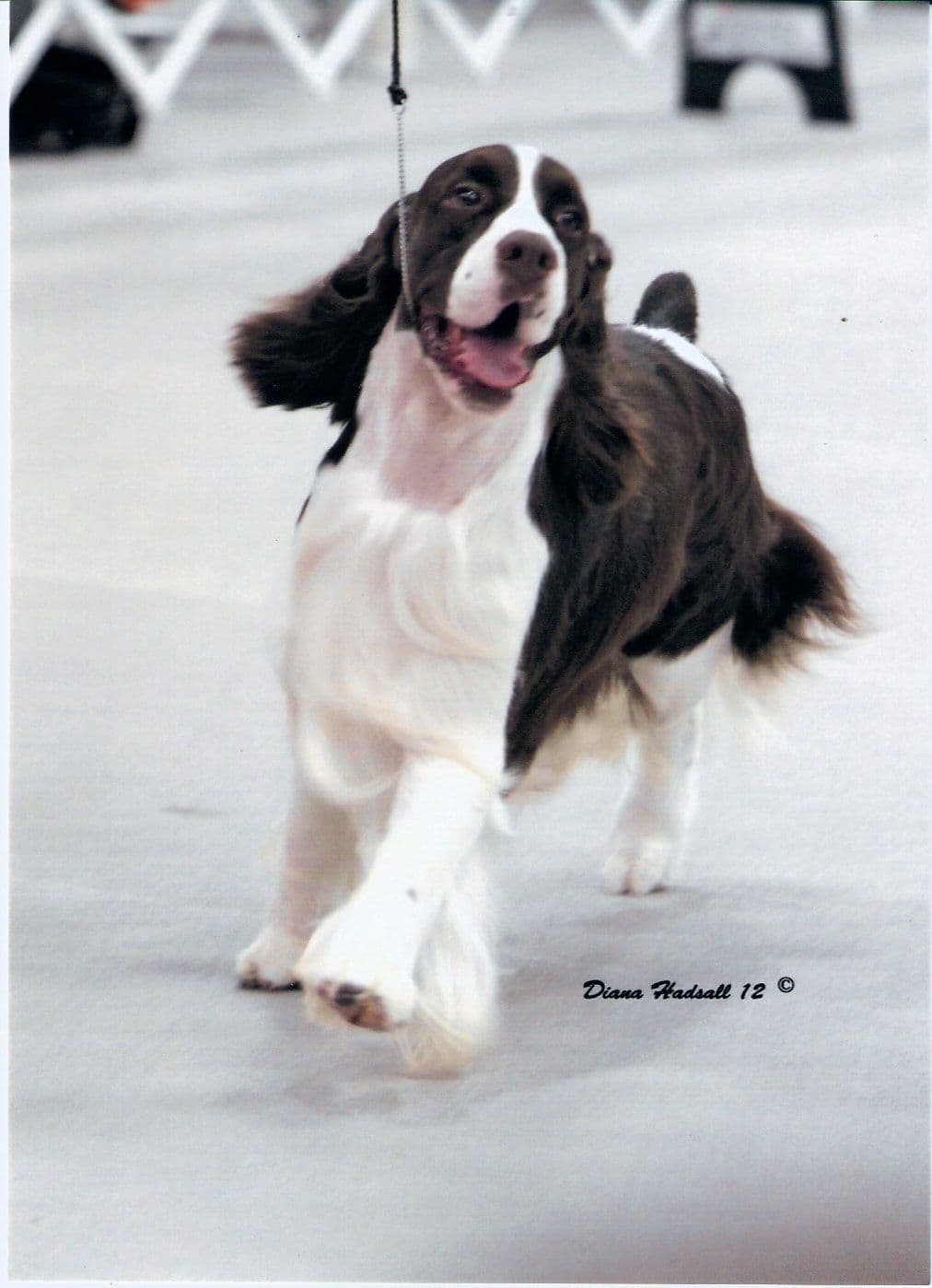 English Springer Spaniel Puppies breeder image 1