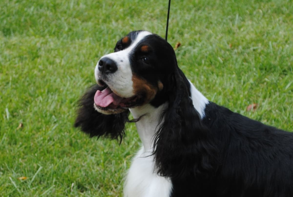 English Springer Spaniel Puppies breeder image 3
