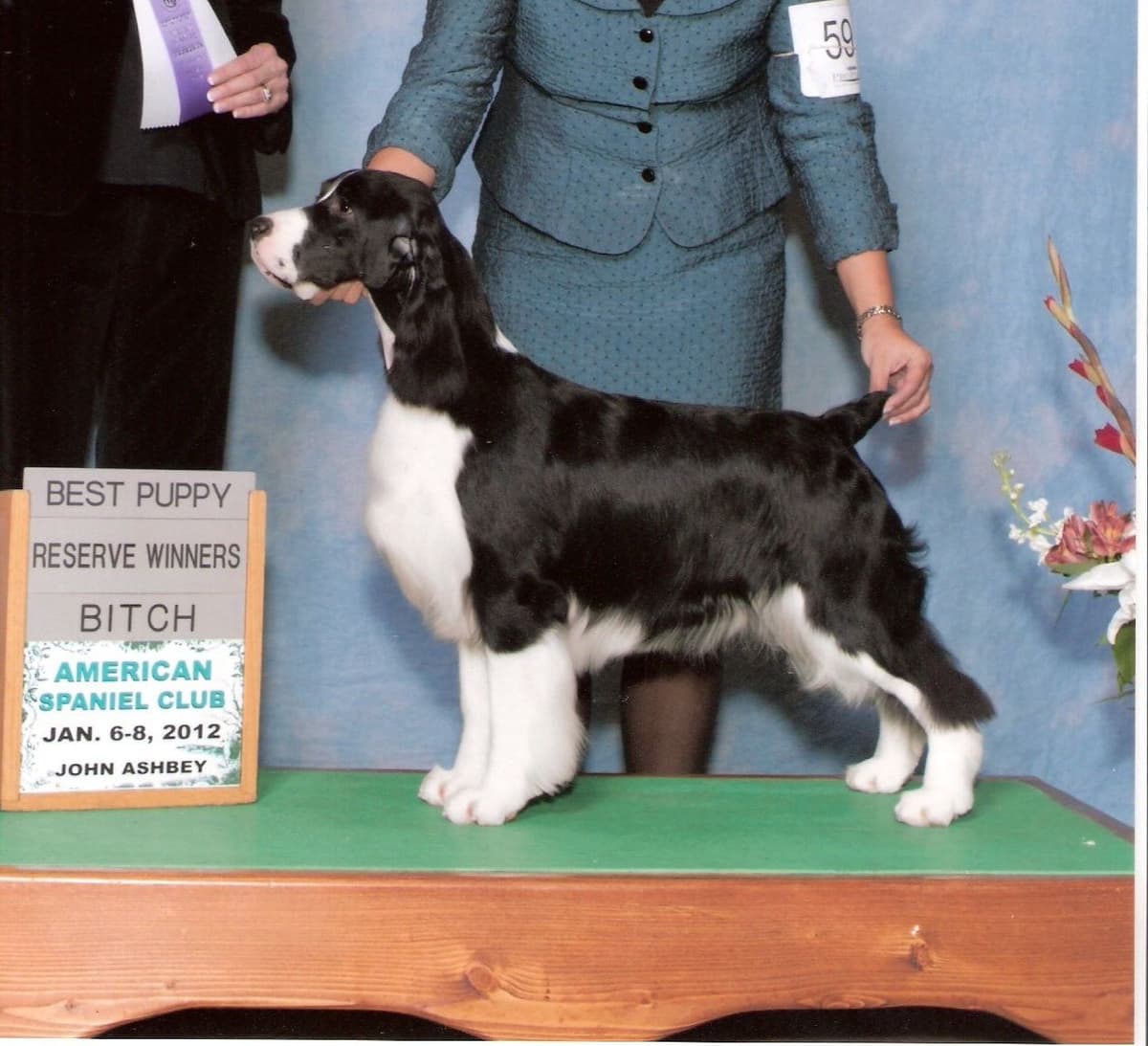 English Springer Spaniel Puppies breeder image 17